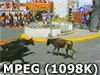bull crash